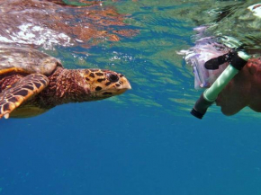 The Turtle Hive Maldives - Velaa Vani Dhiffushi